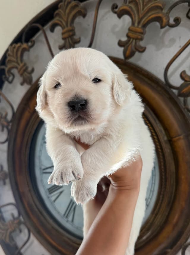 Gorgeous English  Golden Cream Retriever Puppies media 17