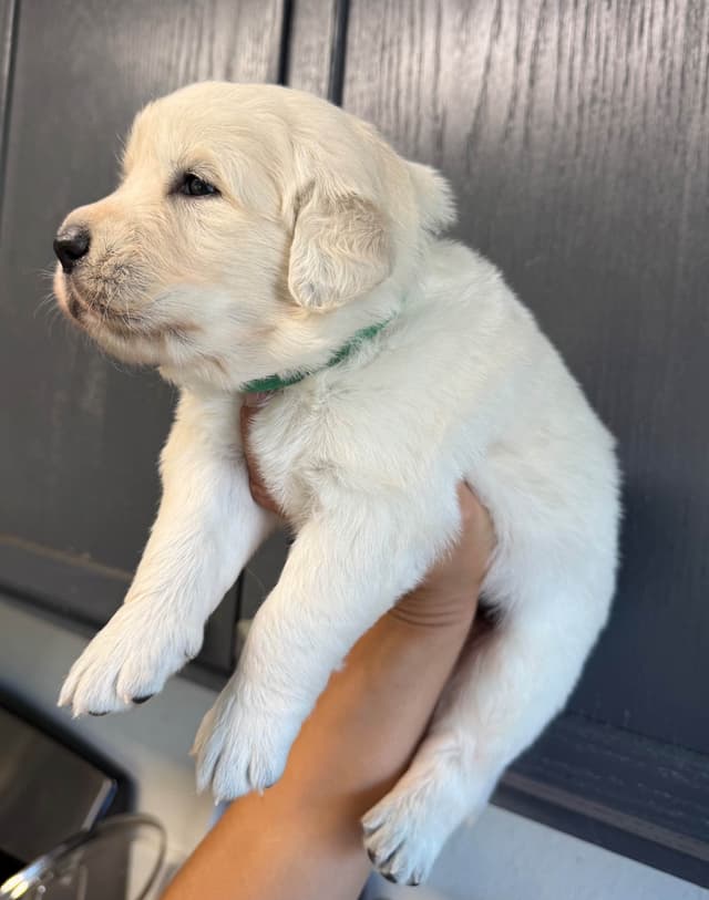 Gorgeous English  Golden Cream Retriever Puppies media 18