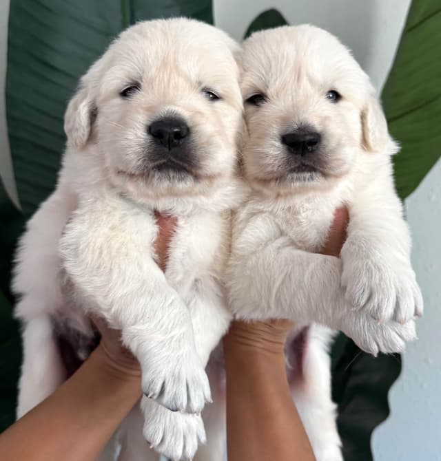 Gorgeous English  Golden Cream Retriever Puppies media 4