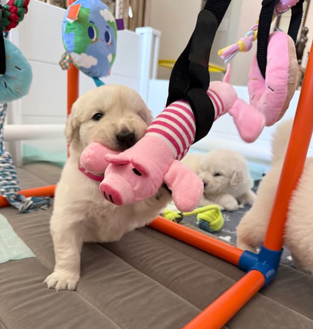 Gorgeous English  Golden Cream Retriever Puppies media 6