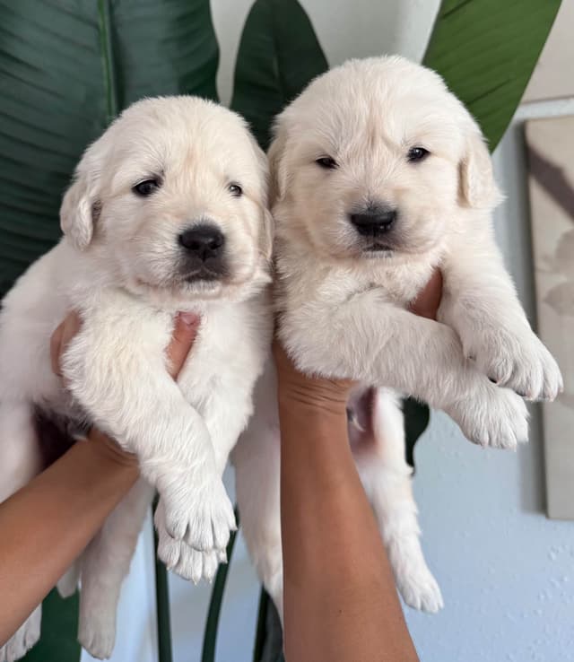 Gorgeous English  Golden Cream Retriever Puppies media 5