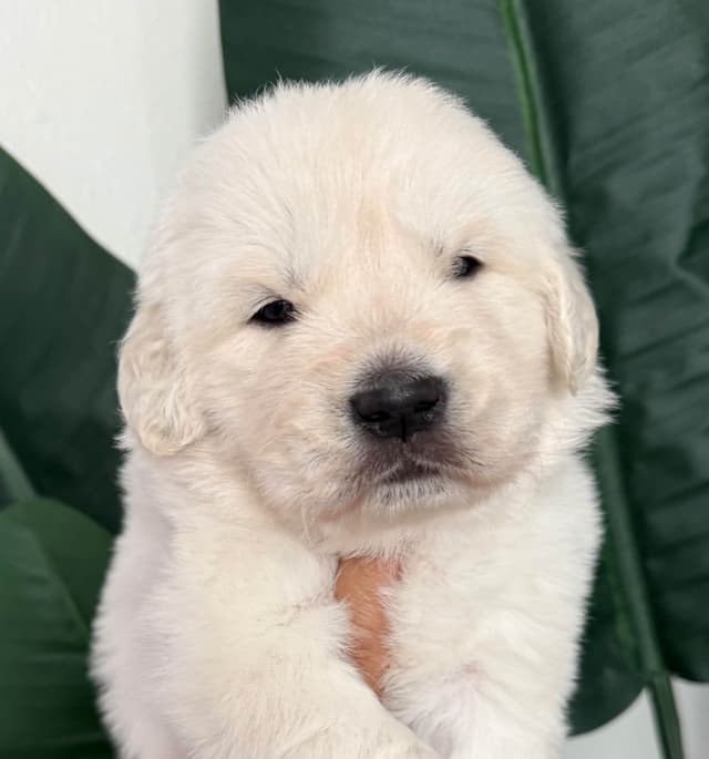 Gorgeous English  Golden Cream Retriever Puppies media 3