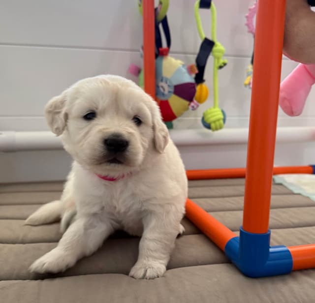 Gorgeous English  Golden Cream Retriever Puppies media 7