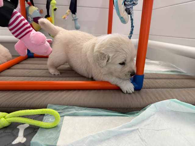 Gorgeous English  Golden Cream Retriever Puppies media 8