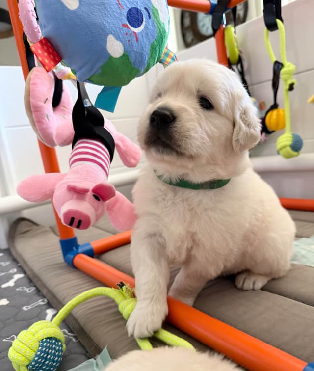 Gorgeous English  Golden Cream Retriever Puppies media 9