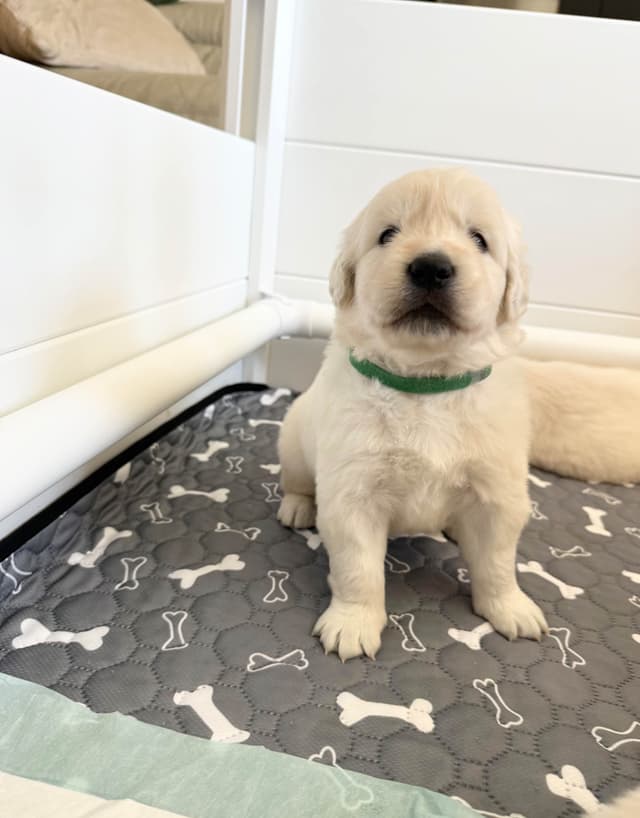 Gorgeous English  Golden Cream Retriever Puppies media 10