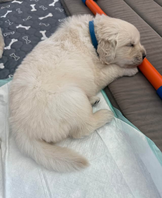 Gorgeous English  Golden Cream Retriever Puppies media 11