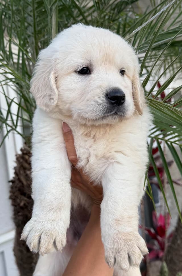 Gorgeous English  Golden Cream Retriever Puppies media 2