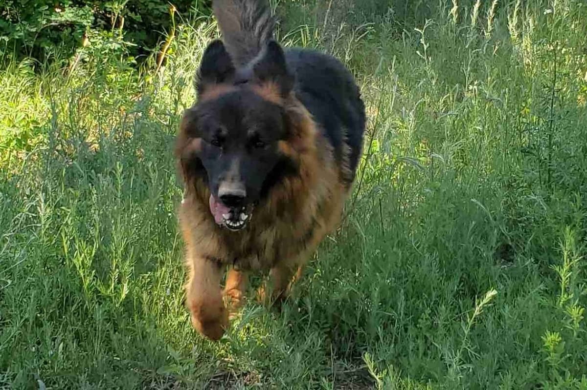Black & Bicolor Long coat DDR type German Shepherd puppies breeder image 1