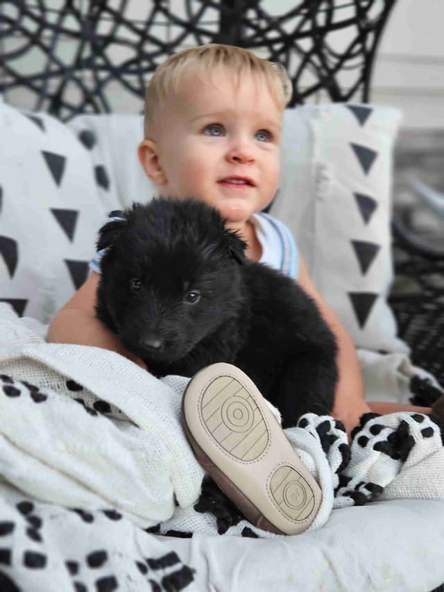 Black & Bicolor Long coat DDR type German Shepherd puppies media 2