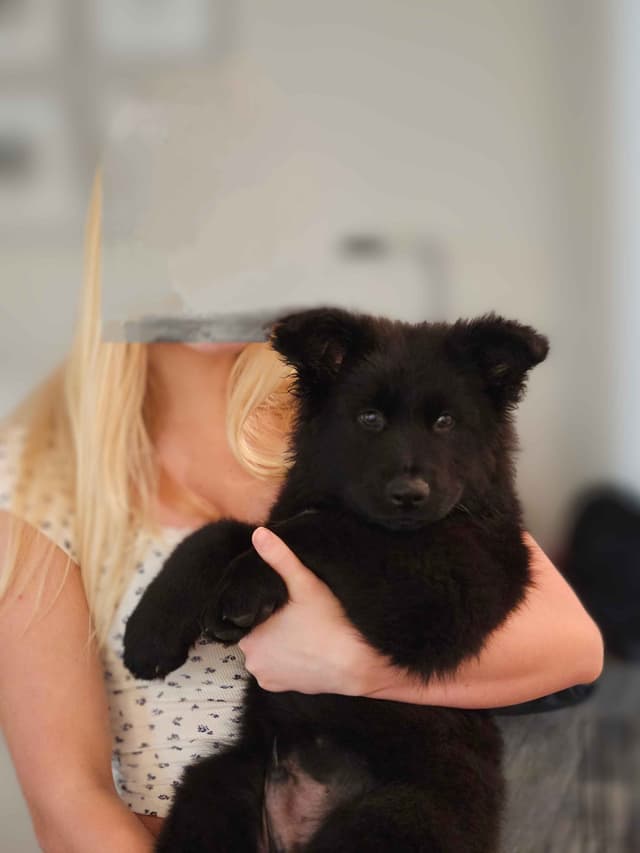Black & Bicolor Long coat DDR type German Shepherd puppies media 3