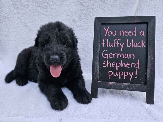Black & Bicolor Long coat DDR type German Shepherd puppies media 4