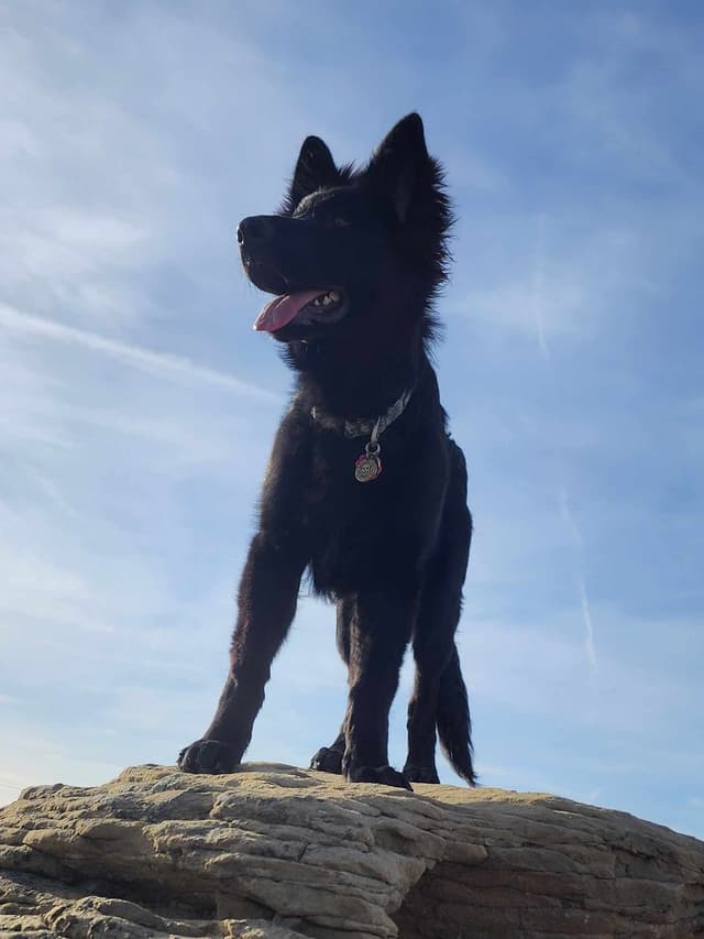 Black & Bicolor Long coat DDR type German Shepherd puppies media 5