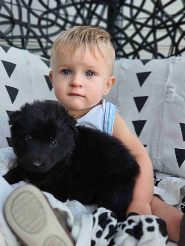 Black & Bicolor Long coat DDR type German Shepherd puppies media 6
