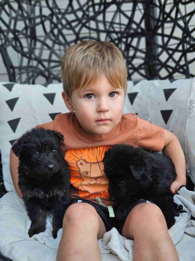 Black & Bicolor Long coat DDR type German Shepherd puppies media 7