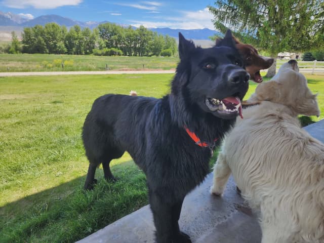 Black & Bicolor Long coat DDR type German Shepherd puppies media 9