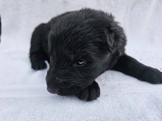 Black & Bicolor Long coat DDR type German Shepherd puppies media 10