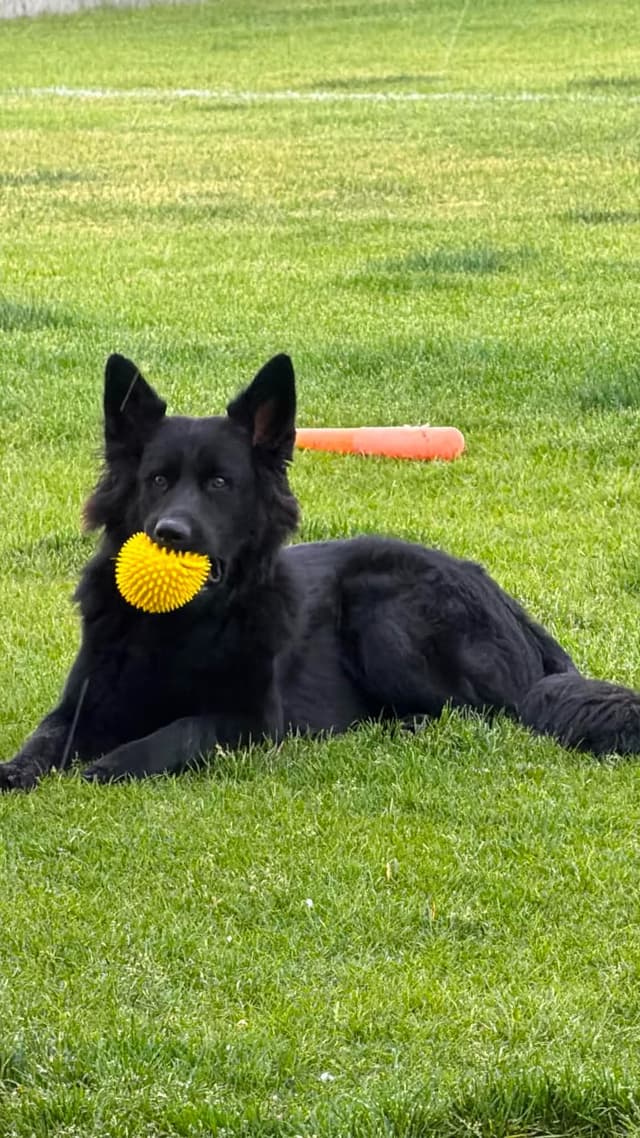 Black & Bicolor Long coat DDR type German Shepherd puppies media 11