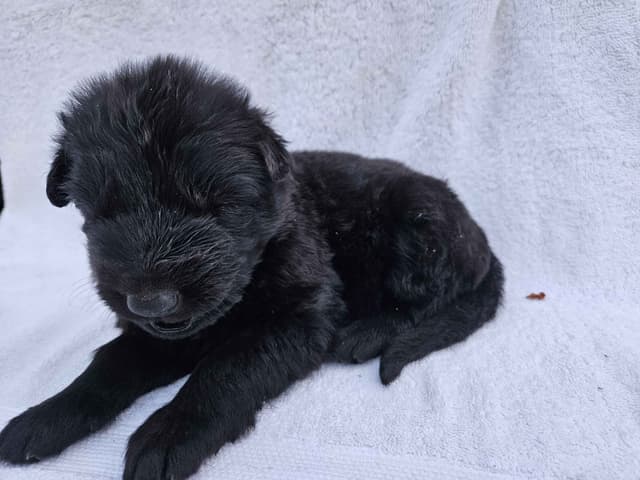 Black & Bicolor Long coat DDR type German Shepherd puppies media 13