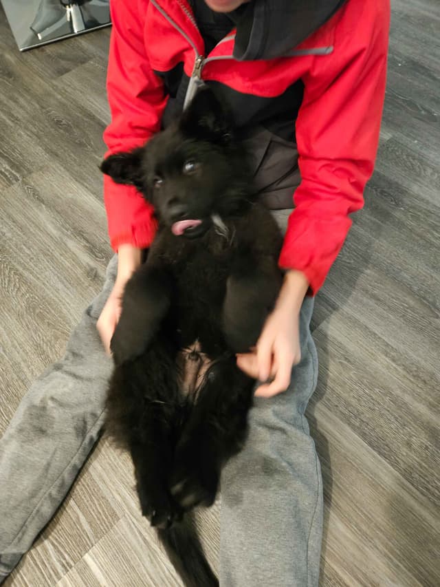 Black & Bicolor Long coat DDR type German Shepherd puppies media 14