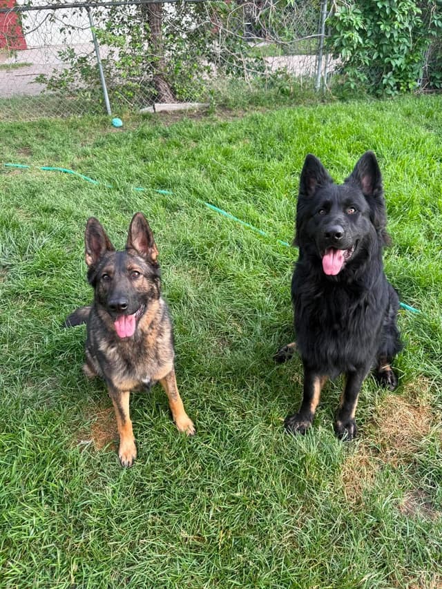 Black & Bicolor Long coat DDR type German Shepherd puppies media 15