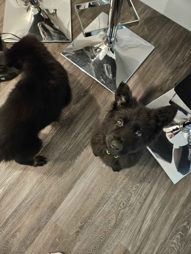 Black & Bicolor Long coat DDR type German Shepherd puppies media 16
