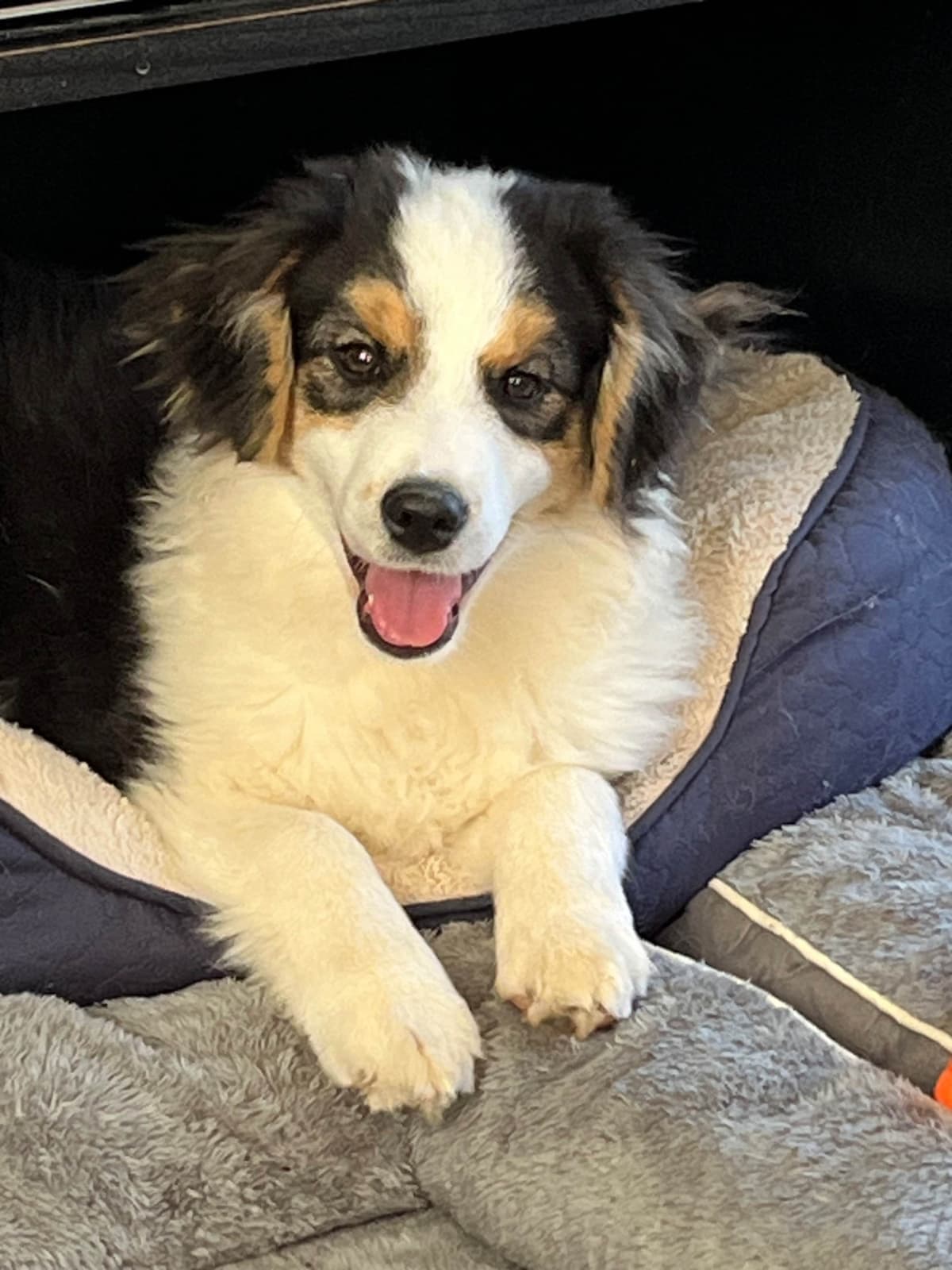 Miniature American Shepherd Puppies breeder image 3
