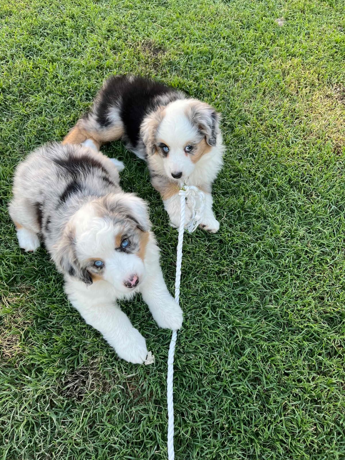 Miniature American Shepherd Puppies breeder image 4