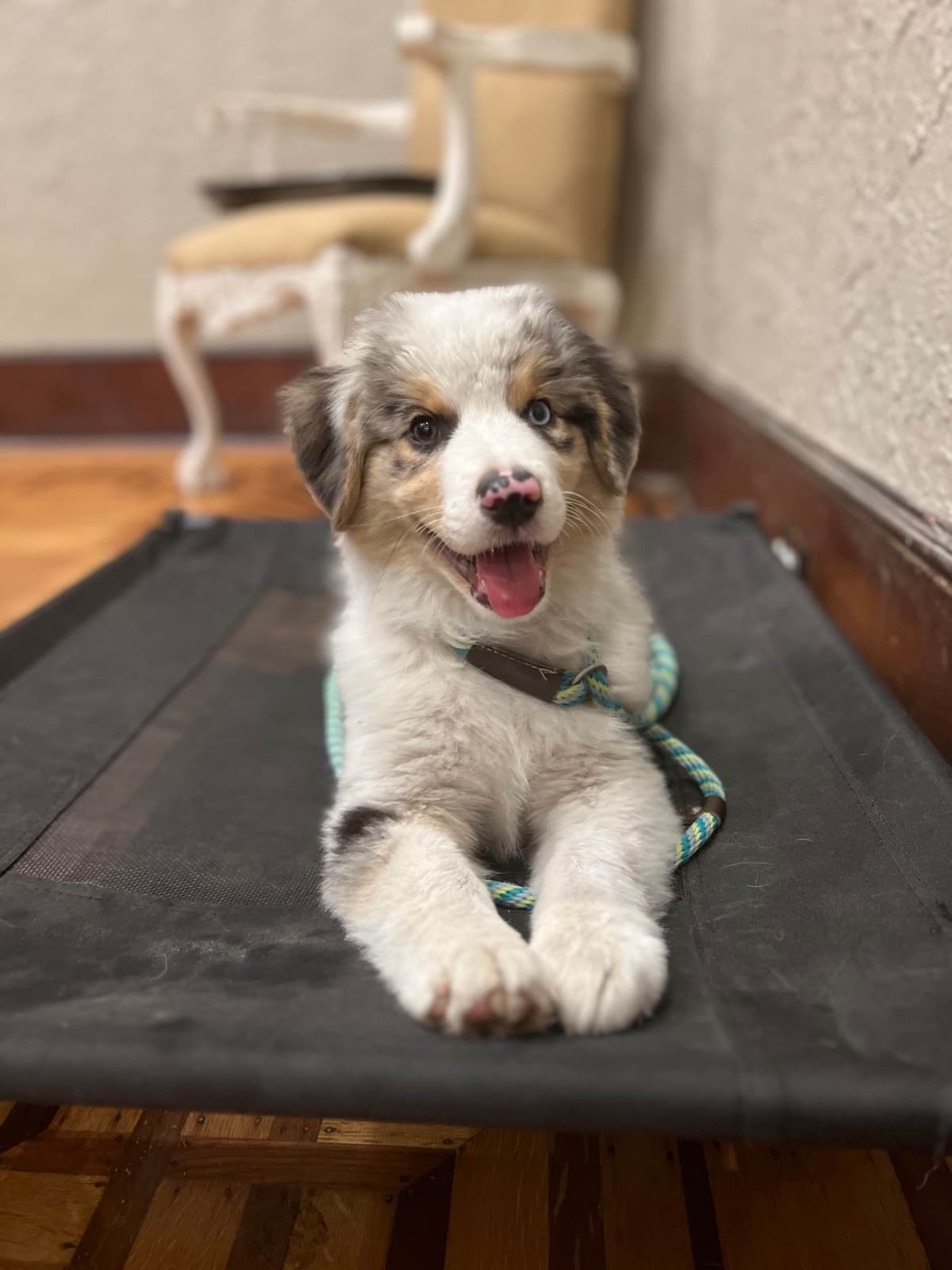 Miniature American Shepherd Puppies breeder image 5