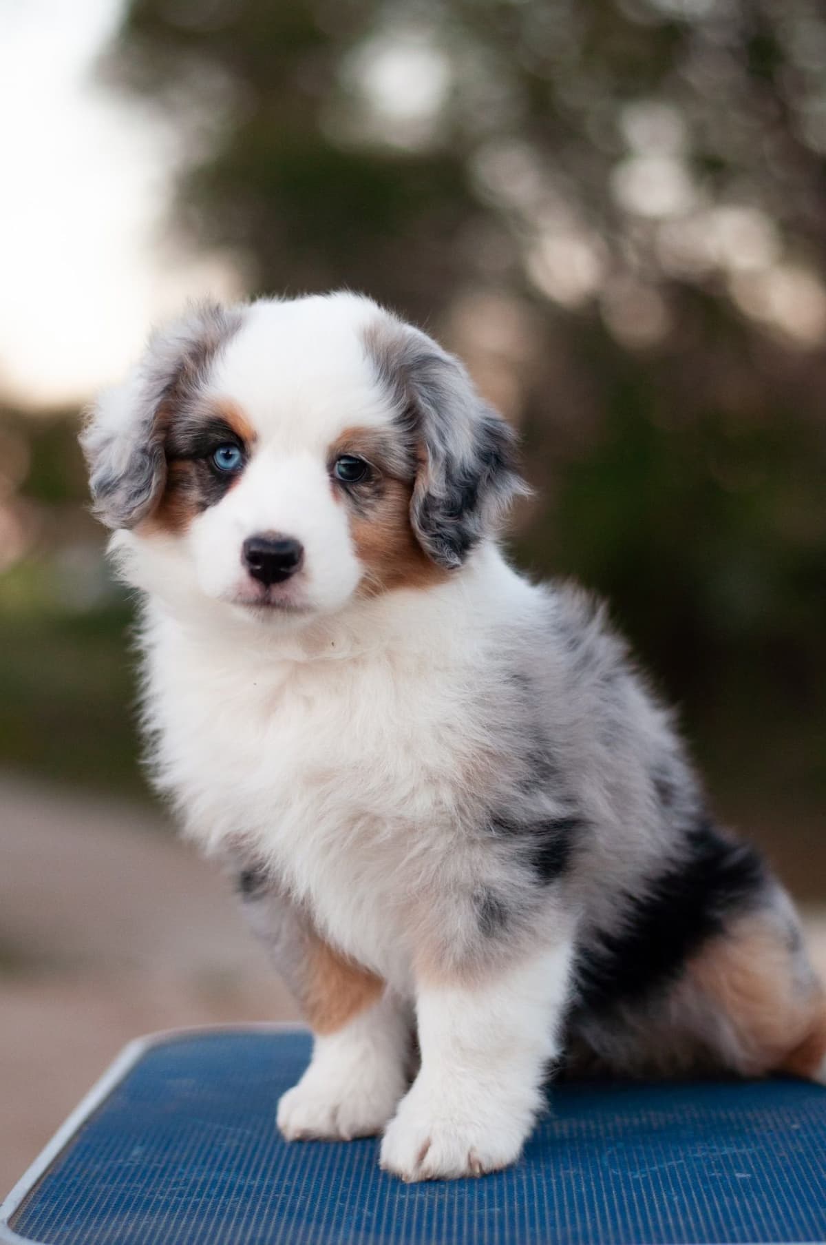 Miniature American Shepherd Puppies breeder image 6