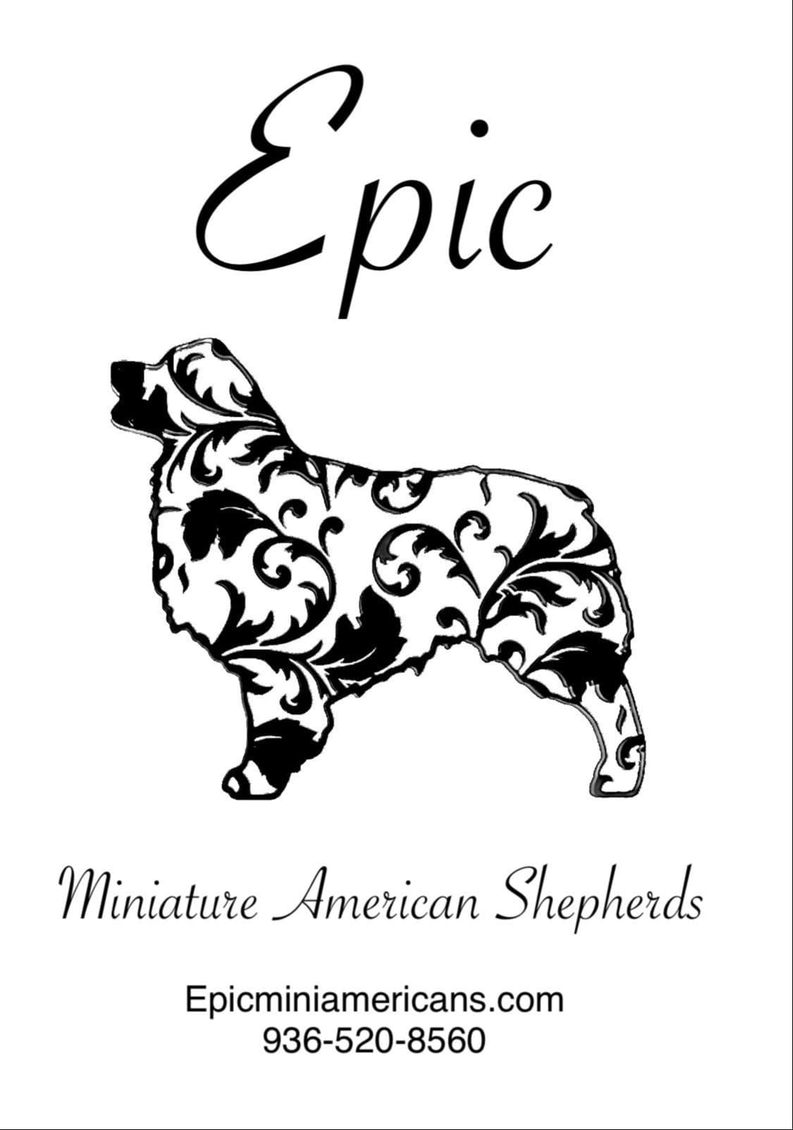 Miniature American Shepherd Puppies breeder image 1
