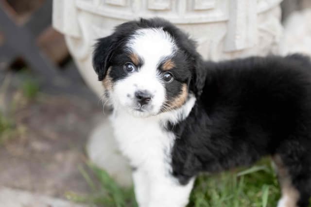 Miniature American Shepherd Puppies media 2