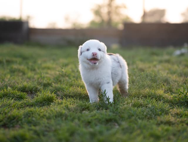 Miniature American Shepherd Puppies media 3