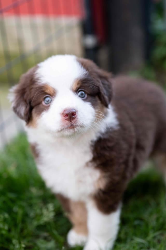Miniature American Shepherd Puppies media 4