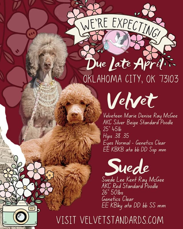 Velvet Standards Poodle Puppies media 17