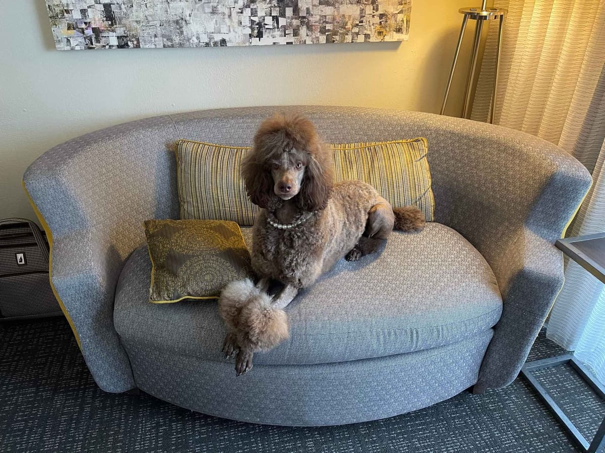 Velvet Standards Poodle Puppies breeder image 1