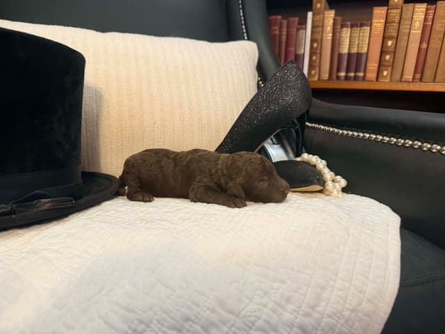 Velvet Standards Poodle Puppies media 5