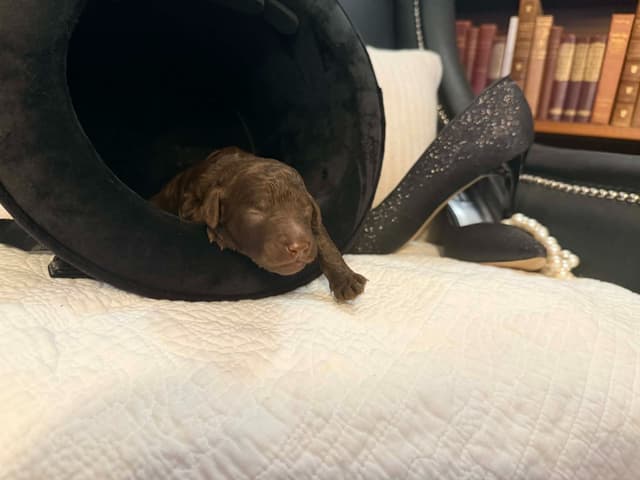 Velvet Standards Poodle Puppies media 3