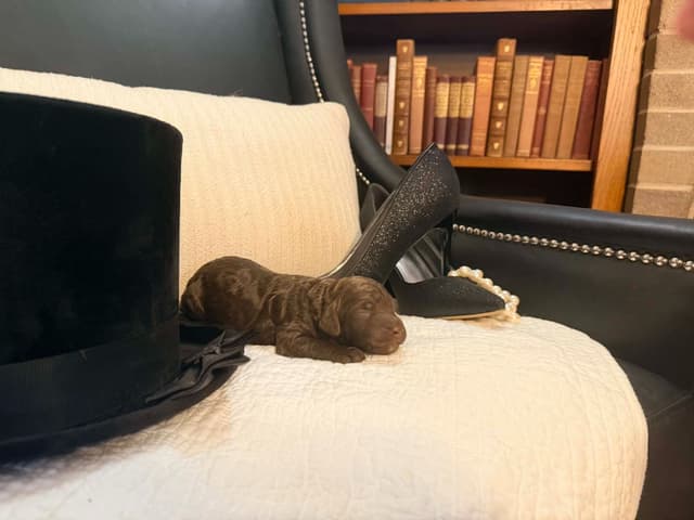 Velvet Standards Poodle Puppies media 4