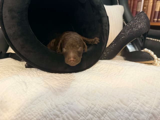 Velvet Standards Poodle Puppies media 2