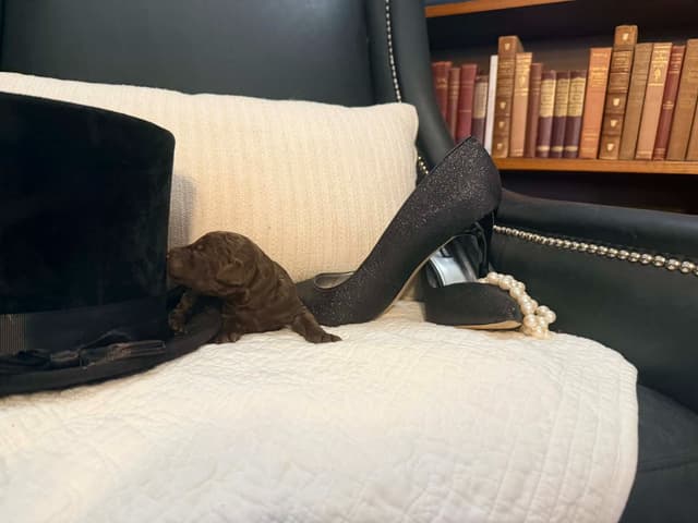 Velvet Standards Poodle Puppies media 7