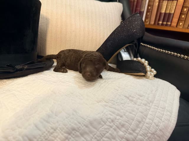 Velvet Standards Poodle Puppies media 8