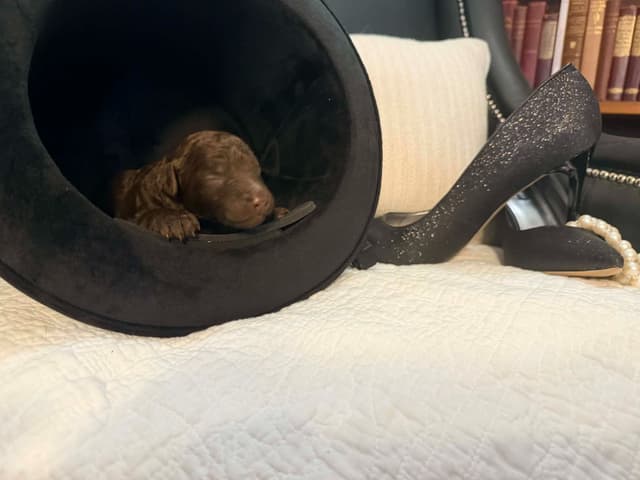 Velvet Standards Poodle Puppies media 11