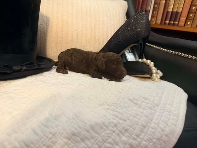 Velvet Standards Poodle Puppies media 9