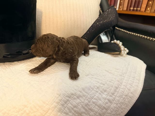Velvet Standards Poodle Puppies media 15