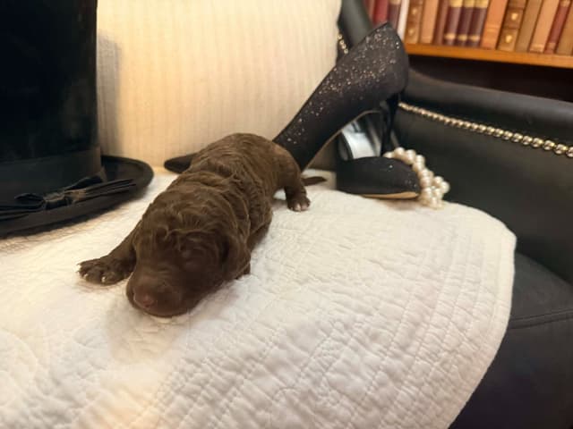Velvet Standards Poodle Puppies media 16