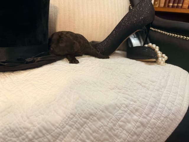 Velvet Standards Poodle Puppies media 13