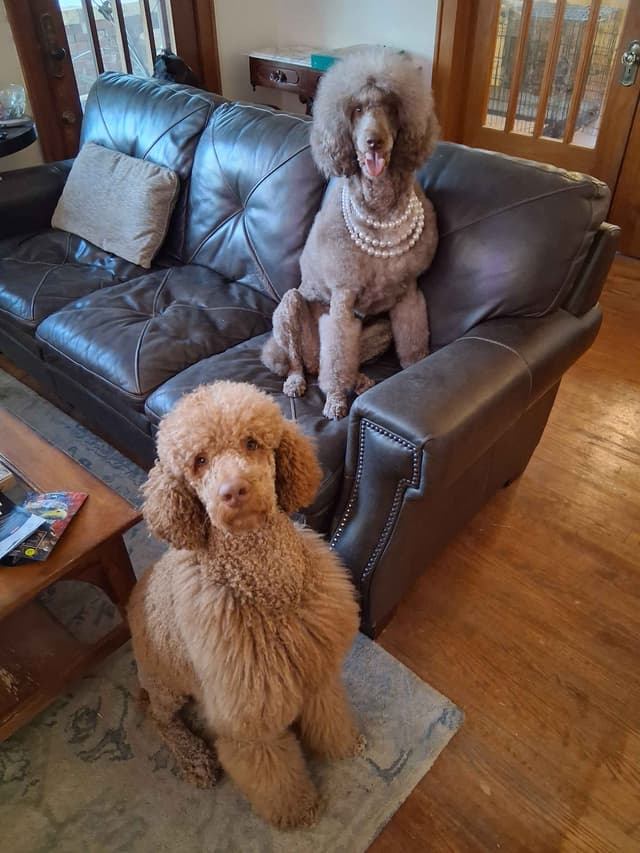 Velvet Standards Poodle Puppies media 21