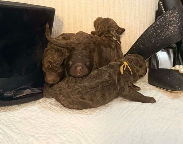 Velvet Standards Poodle Puppies media 20