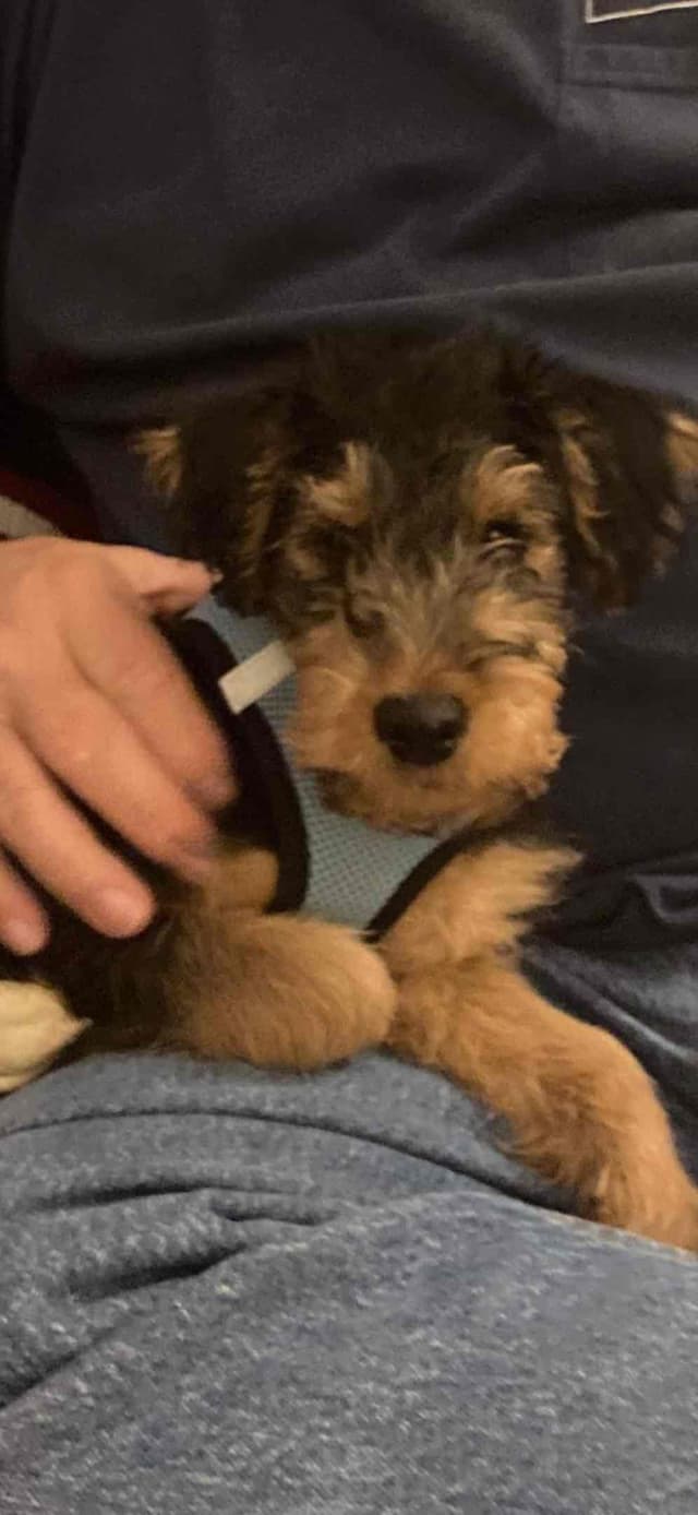 These have found their forever homes! NEXT  LITTER 11/26 media 5